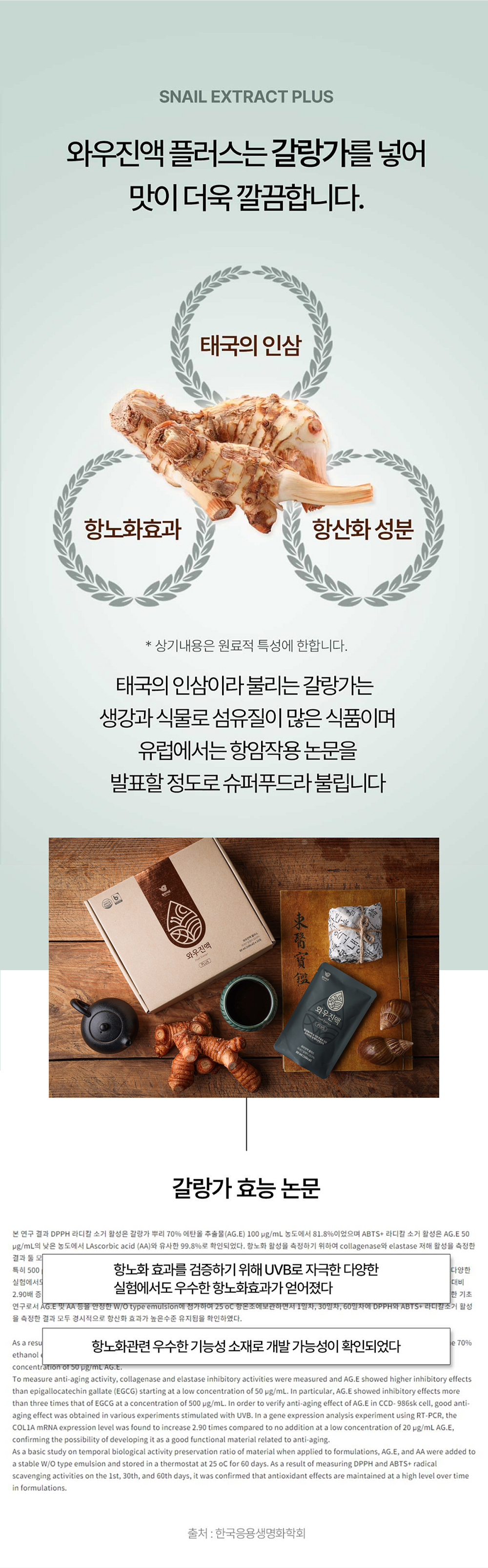 13_갈랑가 효능.jpg